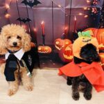 インスタ映えより“信頼映え”を。 ハロウィンわんこと毎日ブログ