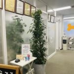 ベンジャミンツリー登場！ともえみ事務所のお試しクリスマス